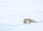 6) Mountain Hare.jpg